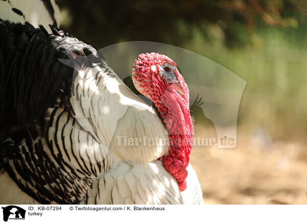 Truthahn / turkey / KB-07294