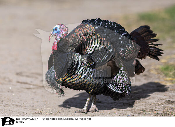 Truthahn / turkey / MAW-02317