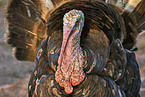 Turkey portrait