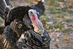 Turkey portrait