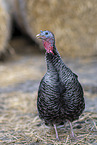 turkey