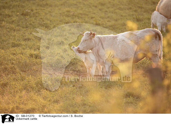 Uckermrker / Uckermark cattle / SB-01270