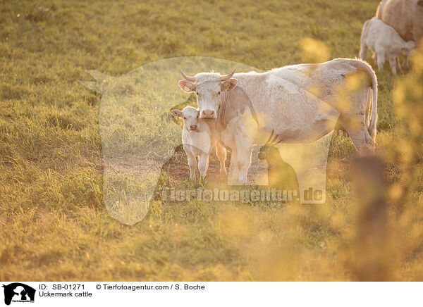 Uckermrker / Uckermark cattle / SB-01271