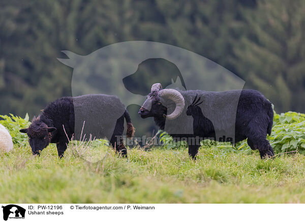 Ushant sheeps / PW-12196