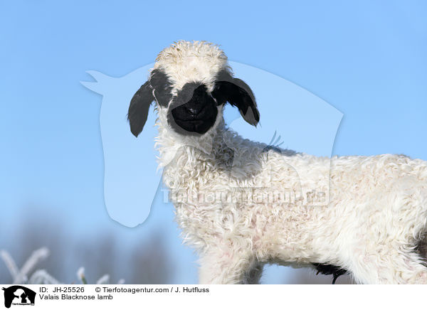 Walliser Schwarznasenschaf Lamm / Valais Blacknose lamb / JH-25526