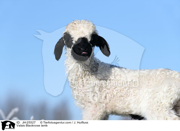 Walliser Schwarznasenschaf Lamm / Valais Blacknose lamb / JH-25527