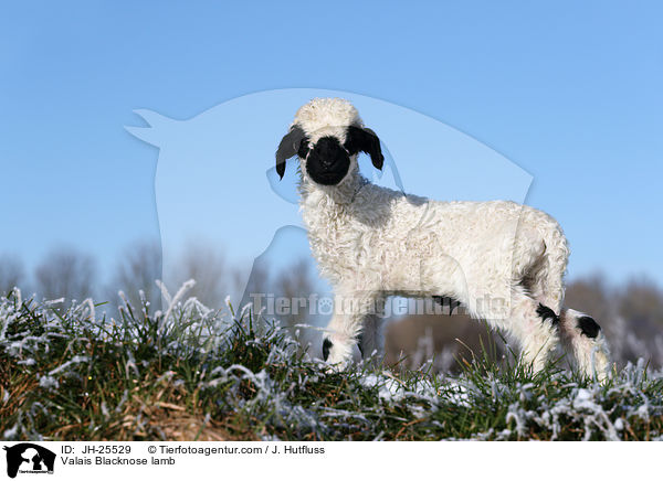 Walliser Schwarznasenschaf Lamm / Valais Blacknose lamb / JH-25529