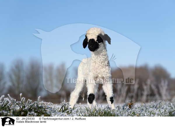 Valais Blacknose lamb / JH-25530