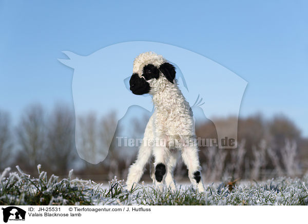 Walliser Schwarznasenschaf Lamm / Valais Blacknose lamb / JH-25531
