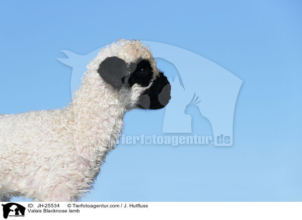 Walliser Schwarznasenschaf Lamm / Valais Blacknose lamb / JH-25534