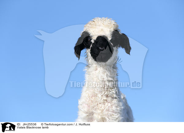 Valais Blacknose lamb / JH-25536