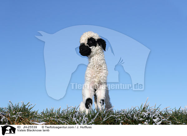 Walliser Schwarznasenschaf Lamm / Valais Blacknose lamb / JH-25539