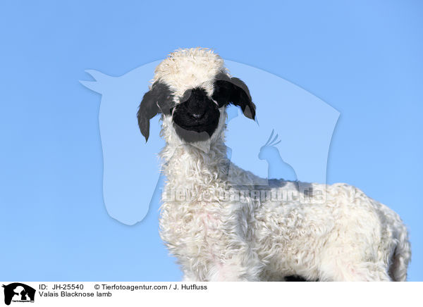 Walliser Schwarznasenschaf Lamm / Valais Blacknose lamb / JH-25540