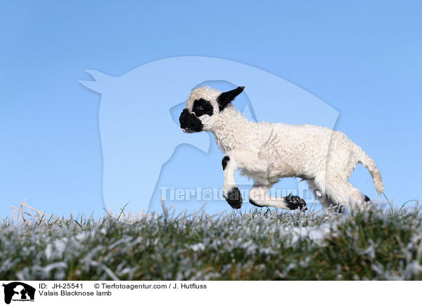 Walliser Schwarznasenschaf Lamm / Valais Blacknose lamb / JH-25541