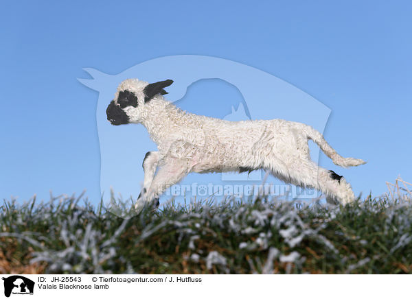 Walliser Schwarznasenschaf Lamm / Valais Blacknose lamb / JH-25543