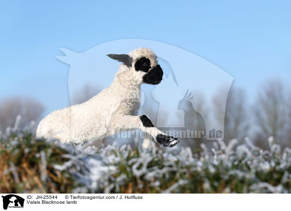 Walliser Schwarznasenschaf Lamm / Valais Blacknose lamb / JH-25544