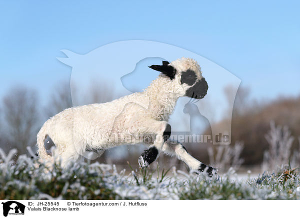 Walliser Schwarznasenschaf Lamm / Valais Blacknose lamb / JH-25545