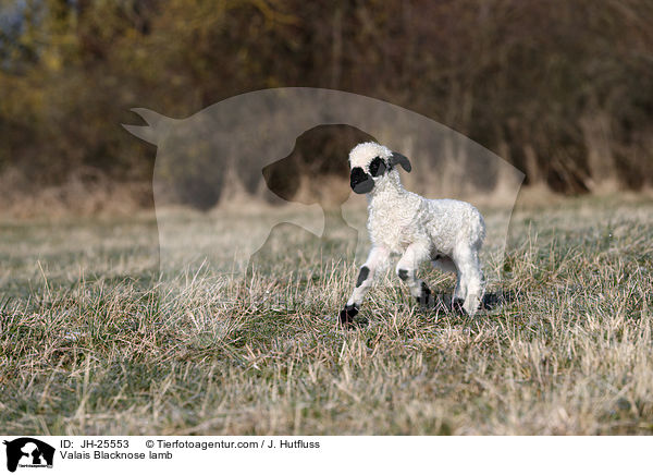 Walliser Schwarznasenschaf Lamm / Valais Blacknose lamb / JH-25553