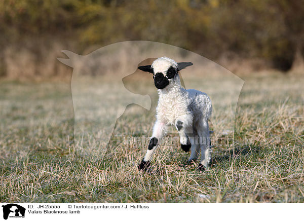 Walliser Schwarznasenschaf Lamm / Valais Blacknose lamb / JH-25555