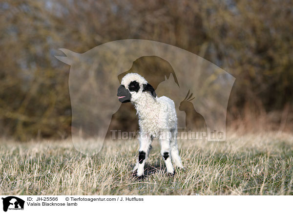 Walliser Schwarznasenschaf Lamm / Valais Blacknose lamb / JH-25566