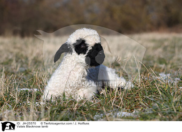 Walliser Schwarznasenschaf Lamm / Valais Blacknose lamb / JH-25570