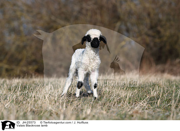 Walliser Schwarznasenschaf Lamm / Valais Blacknose lamb / JH-25573