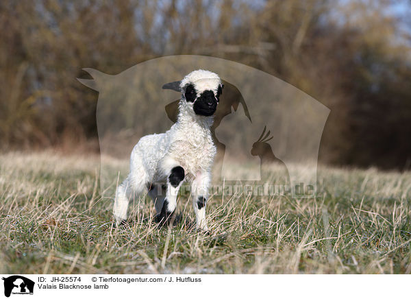 Walliser Schwarznasenschaf Lamm / Valais Blacknose lamb / JH-25574