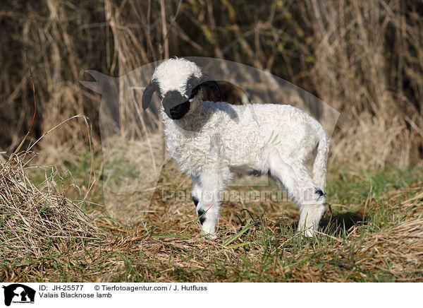 Walliser Schwarznasenschaf Lamm / Valais Blacknose lamb / JH-25577