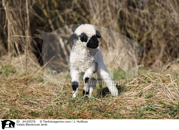 Walliser Schwarznasenschaf Lamm / Valais Blacknose lamb / JH-25578