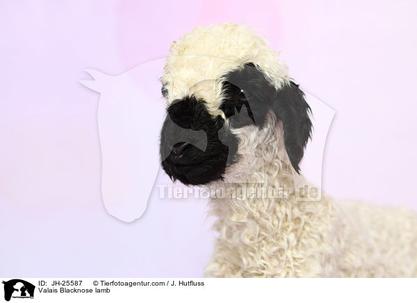 Walliser Schwarznasenschaf Lamm / Valais Blacknose lamb / JH-25587