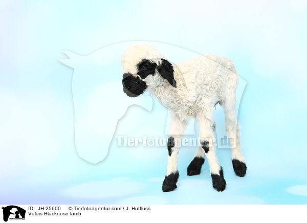Walliser Schwarznasenschaf Lamm / Valais Blacknose lamb / JH-25600