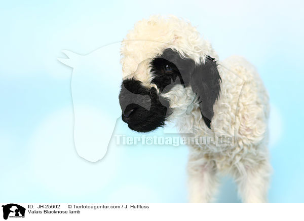 Walliser Schwarznasenschaf Lamm / Valais Blacknose lamb / JH-25602