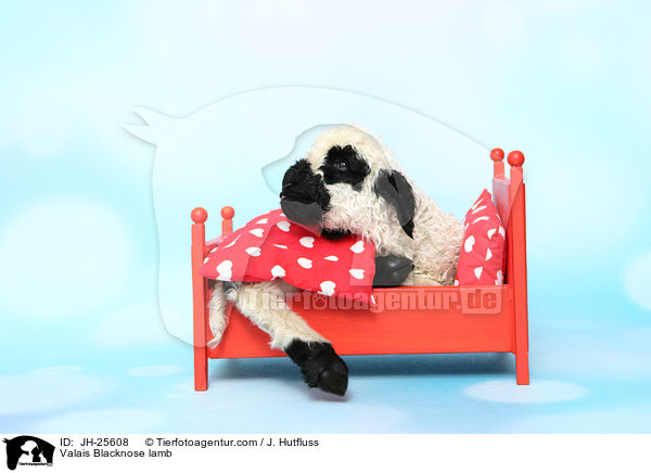 Walliser Schwarznasenschaf Lamm / Valais Blacknose lamb / JH-25608