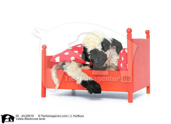 Walliser Schwarznasenschaf Lamm / Valais Blacknose lamb / JH-25616