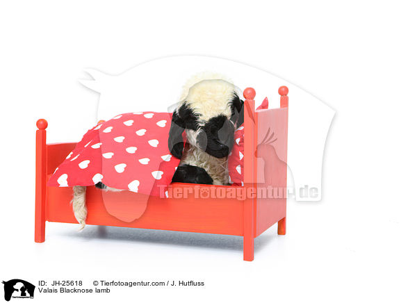 Walliser Schwarznasenschaf Lamm / Valais Blacknose lamb / JH-25618