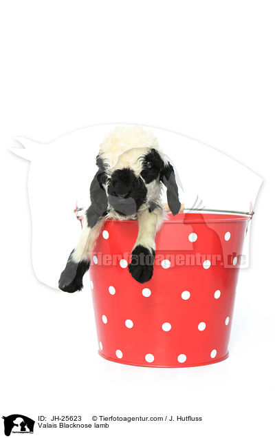Valais Blacknose lamb / JH-25623