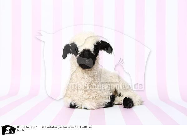 Lamm / lamb / JH-25657