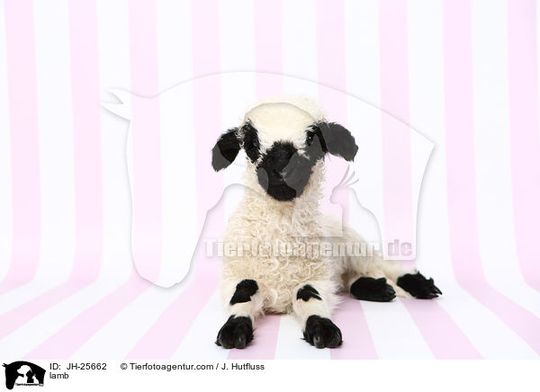 Lamm / lamb / JH-25662
