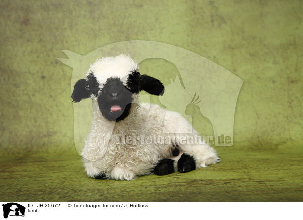Lamm / lamb / JH-25672