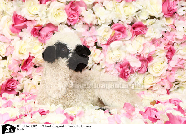 Lamm / lamb / JH-25682