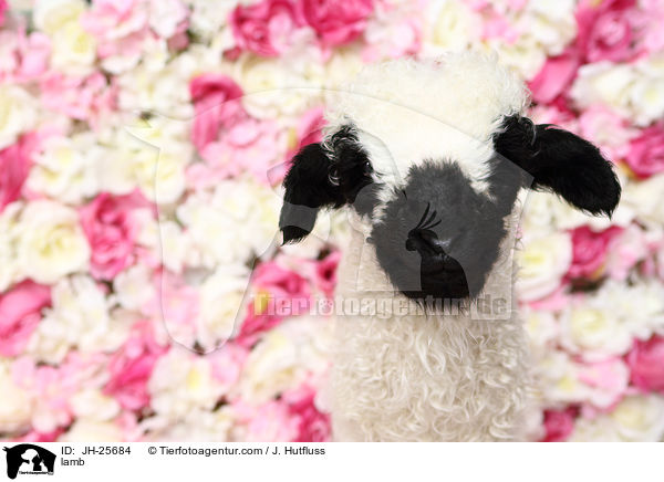 Lamm / lamb / JH-25684