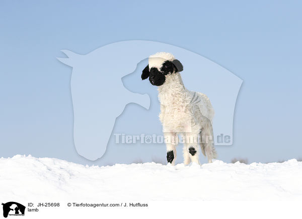 Lamm / lamb / JH-25698