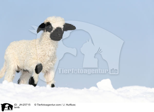 Lamm / lamb / JH-25715