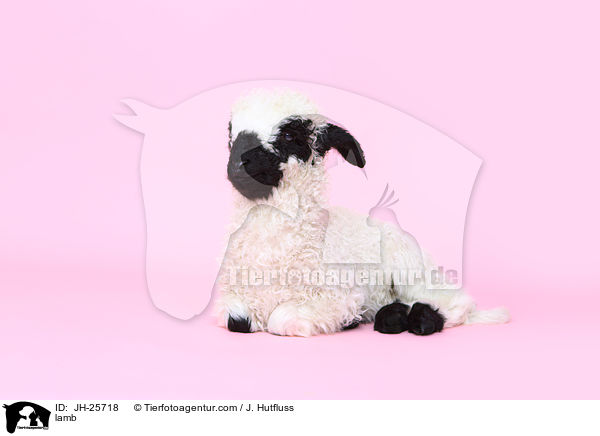 Lamm / lamb / JH-25718