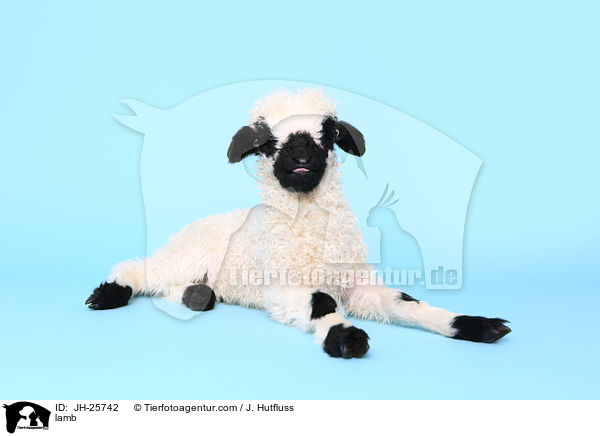 lamb / JH-25742