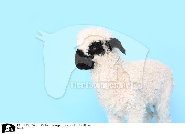 lamb / JH-25746