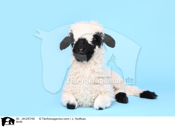 Lamm / lamb / JH-25749