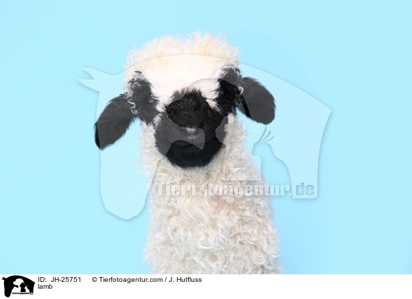 Lamm / lamb / JH-25751