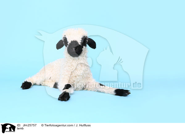 Lamm / lamb / JH-25757