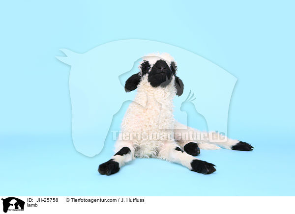 lamb / JH-25758